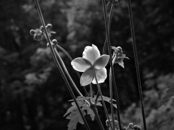 black and white photo of flower
